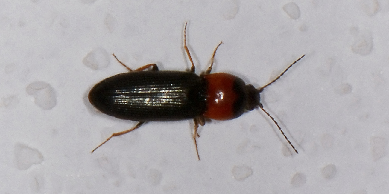 Cardiophorus italicus, Elateridae